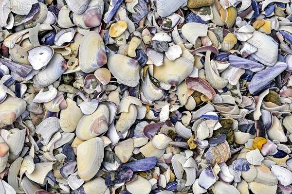 Shells on the beach