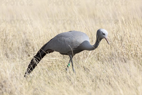 Blue Crane (Anthropoides paradisea) in grass