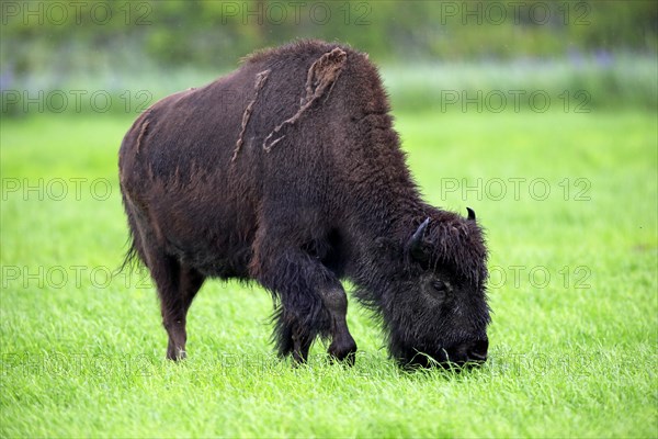 Wood bison (Bison bison athabascae)