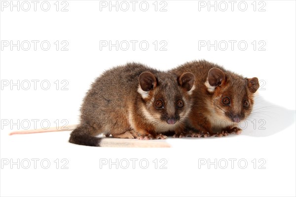 Common Ringtail Possums (Pseudocheirus peregrinus)