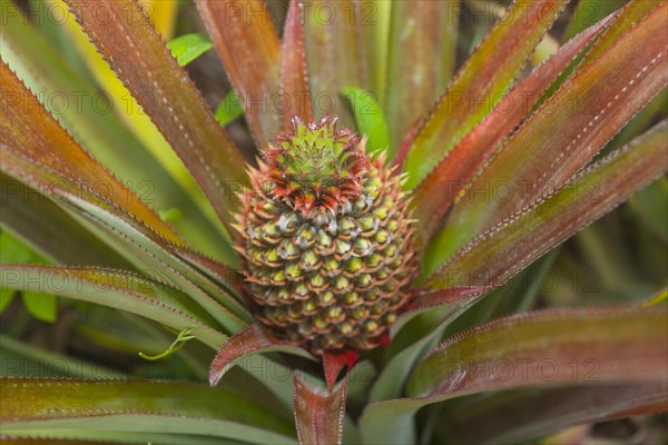 Pineapple plant (Ananas comosus)