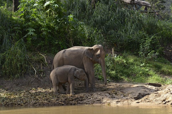 Asian or Asiatic Elephants (Elephas maximus)