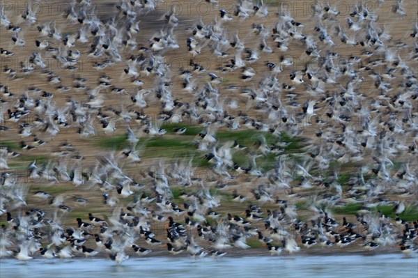 Eurasian Oystercatchers (Haematopus ostralegus) moving restlessly at high tide roost