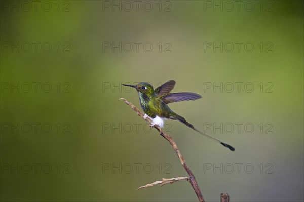 Booted Racket-tail (Ocreatus underwoodii)