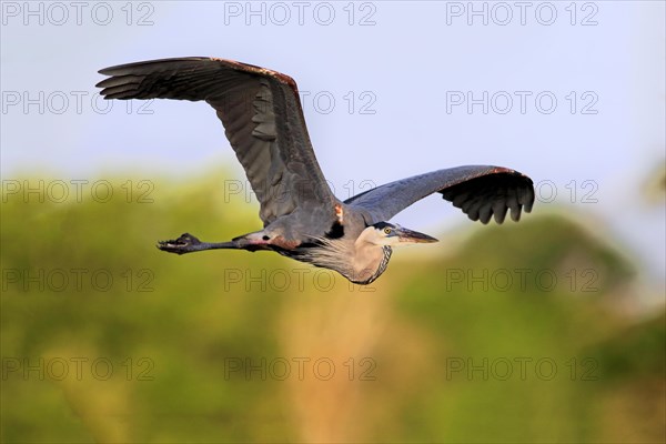 Great Blue Heron (Ardea herodias)