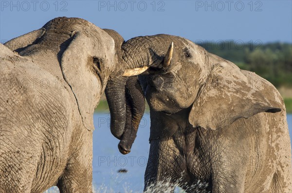 African elephants (Loxodonta africana) playfighting at the Namutoni water hole