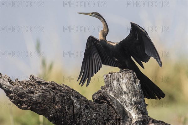 African Darter (Anhinga rufa)