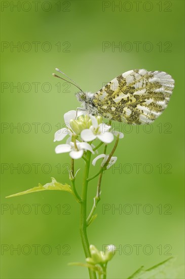 Orange Tip (Anthocharis cardamines)