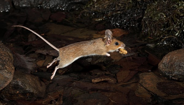 Yellow-necked Mouse (Apodemus flavicollis) jumping with a nut