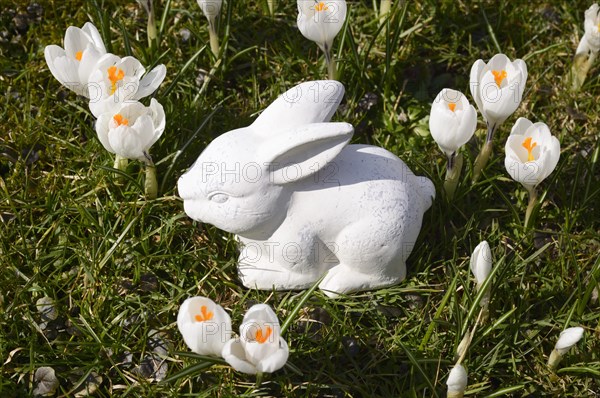 White ceramic Easter Bunny and crocuses