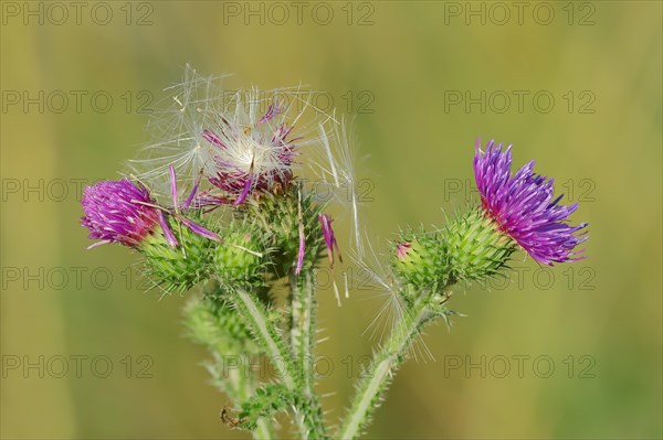 Spear Thistle (Cirsium vulgare)