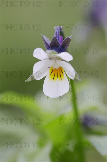 Field Pansy (Viola arvensis)