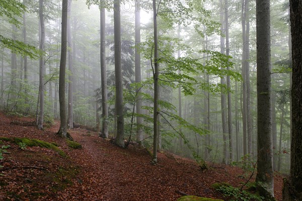 Misty forest