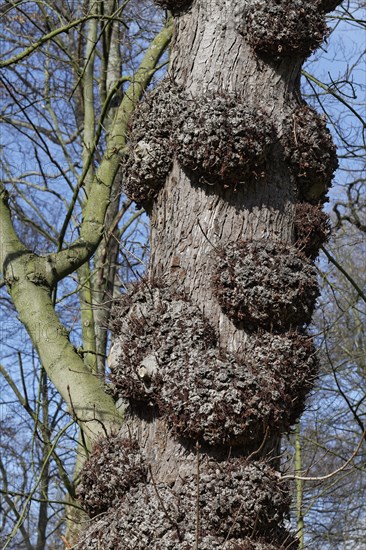 European Horse-chestnut (Aesculus hippocastanum) with canker