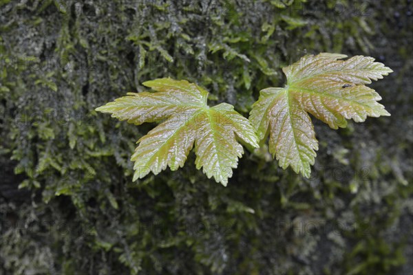 Sycamore Maple (Acer pseudoplatanus)