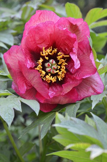 Tree Peony (Paeonia suffruticosa 'Gauguin')