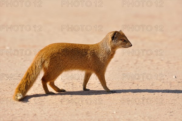 Yellow Mongoose (Cynictis penicillata)