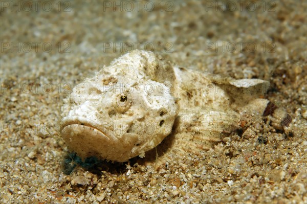 Devil Scorpionfish (Scorpaenopsis diabolus)