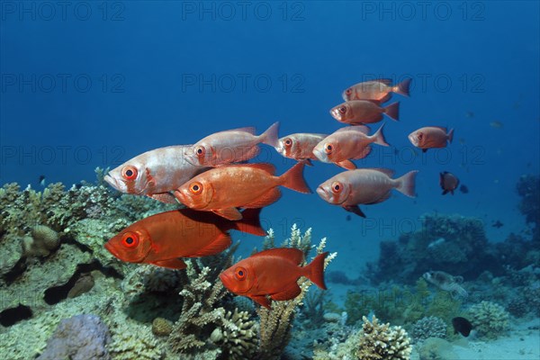 Shoal lunar-tailed bigeye (Priacanthus hamrur) over coral reef