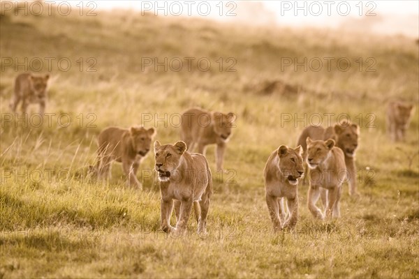 Lions (Panthera leo)