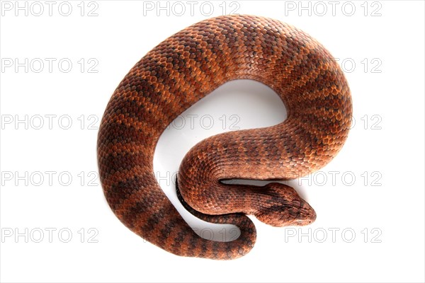 Common Death Adder (Acanthophis antarcticus)