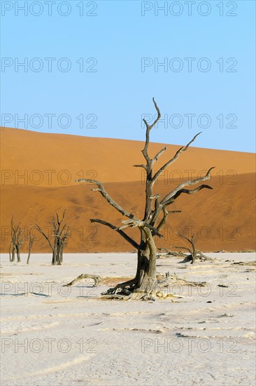 Dead Vlei