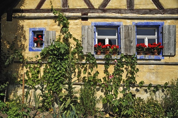 Vines on the Hackerhaus building