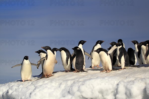 Adelie Penguins (Pygoscelis adeliae)