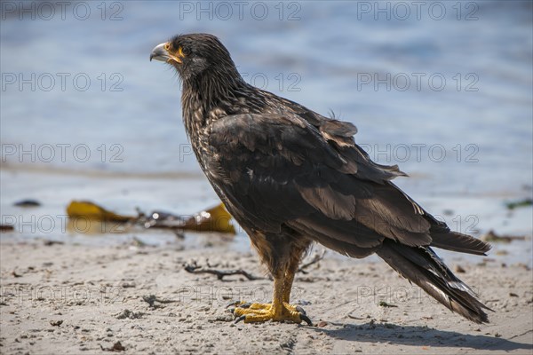 Striated Caracara or Johnny Rook (Phalcoboenus australis)