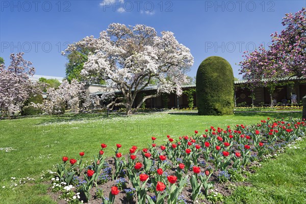 Magnolia blossom in the Moorish Garden