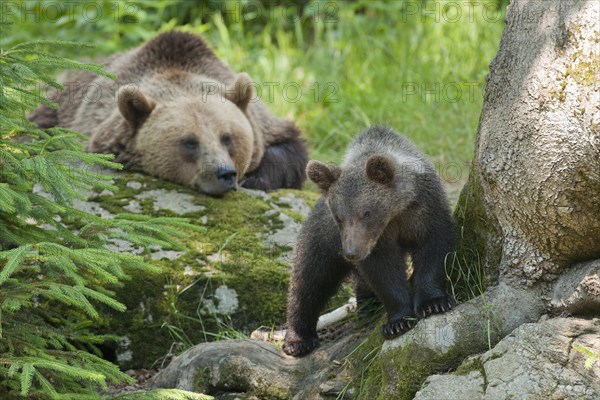 Brown Bears (Ursus arctos)