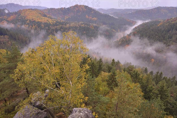 The Kirnitzschtal in fog in autumn