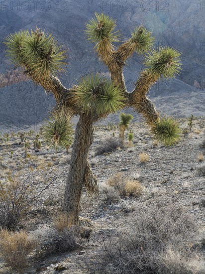 Joshua Tree (Yucca brevifolia)