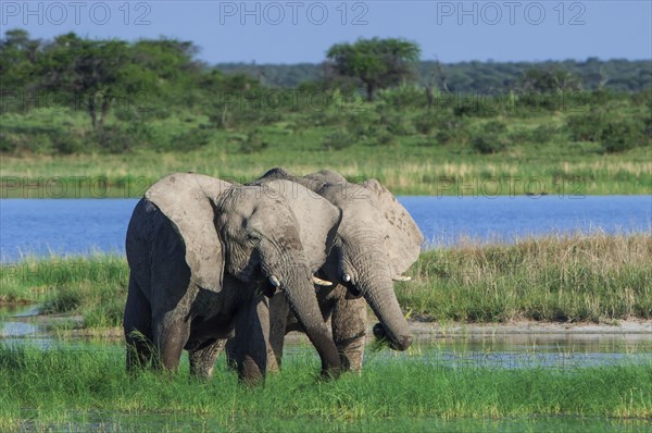 African elephants (Loxodonta africana) playfighting at the Namutoni water hole