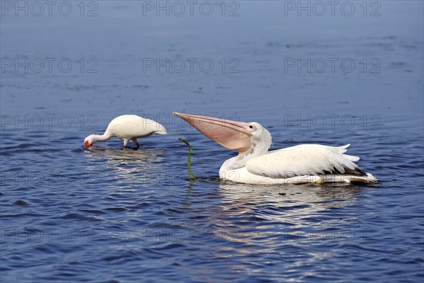 American American White Pelican (Pelecanus erythrorhynchos)