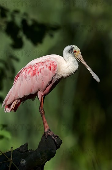 Roseate Spoonbill (Ajaia ajaja