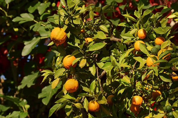 Ornamental Bitter Orange (Citrus aurantium ssp. aurantium)