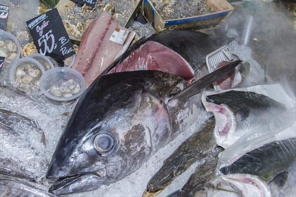 Yellowfin Tuna