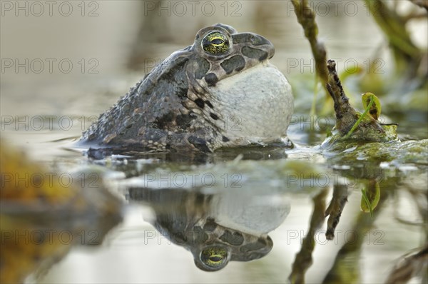 Green Toad (Bufo viridis complex) with a full vocal sac while calling in an abandoned gravel pit