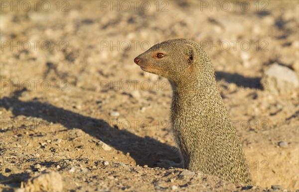 Slender Mongoose (Galerella sanguinea) at its burrow