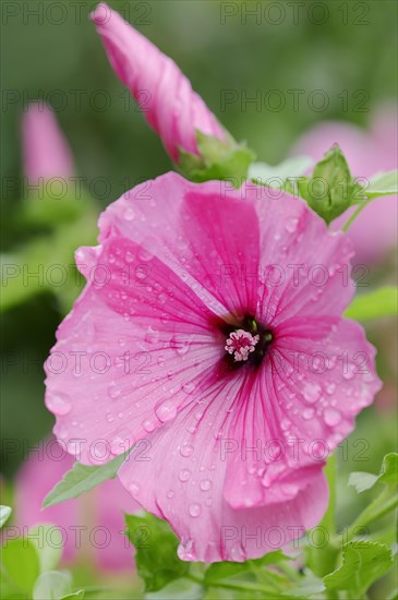 Annual Mallow (Lavatera trimestris