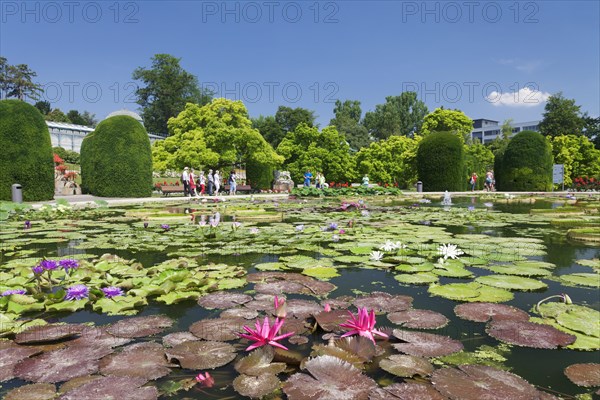 Lily pond