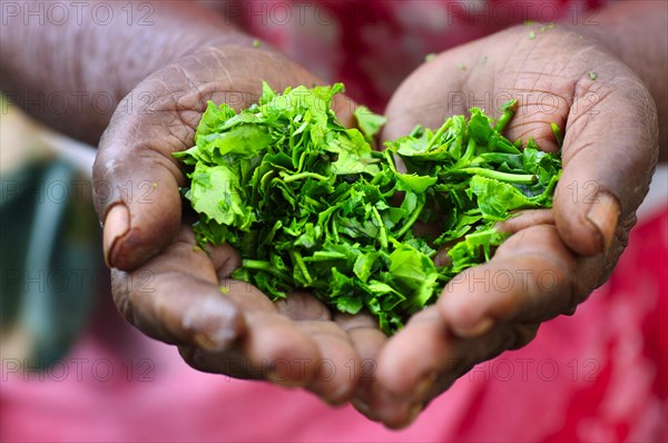 Elderly woman holding tea leaves in her hands