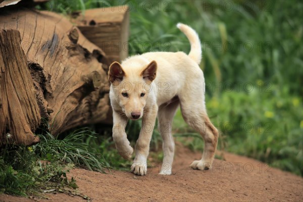 Dingo (Canis familiaris dingo)