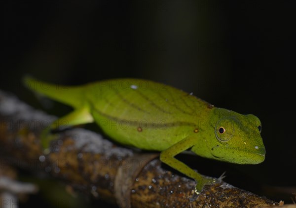 Chameleon (Calumma marojezense)