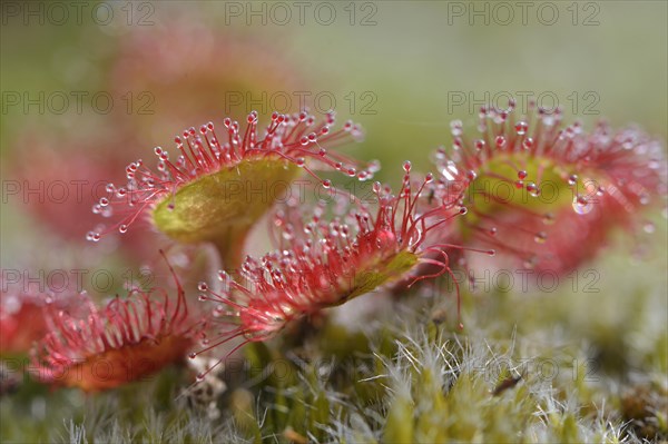 Sundew (Drosera rotundifolia)