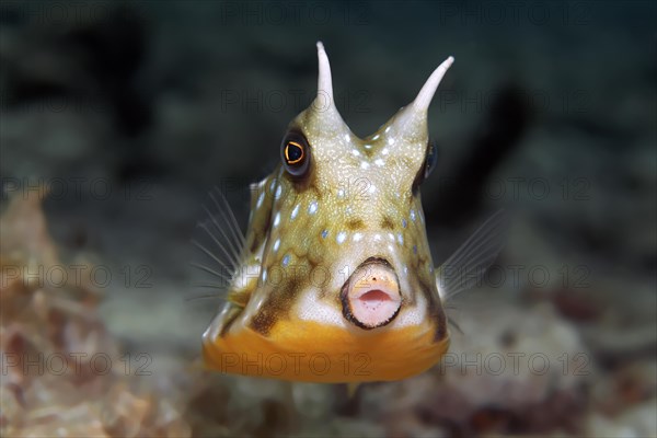 Thornback Cowfish or Shorthorn Cowfish (Lactoria penthacantha)