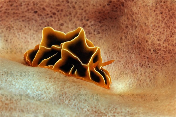 Halgerda Sea Slug (Reticulidia halgerda)