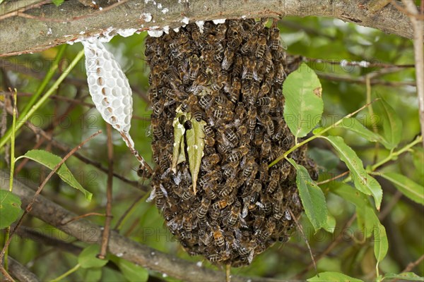 Western Honey Bees or European Honey Bees (Apis mellifera)