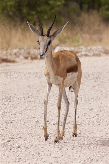 Springbok (Antidorcas marsupialis)